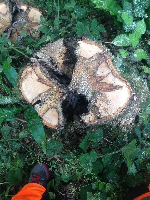 Deadwood Removal in Gosport