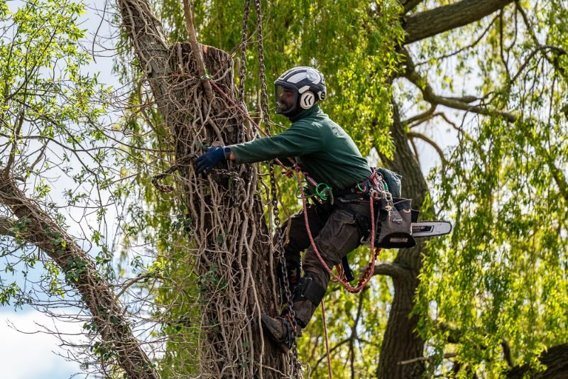 Tree Surgeon  project in Gosport