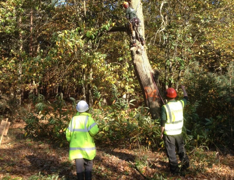 Tree Surgeon  project in Gosport
