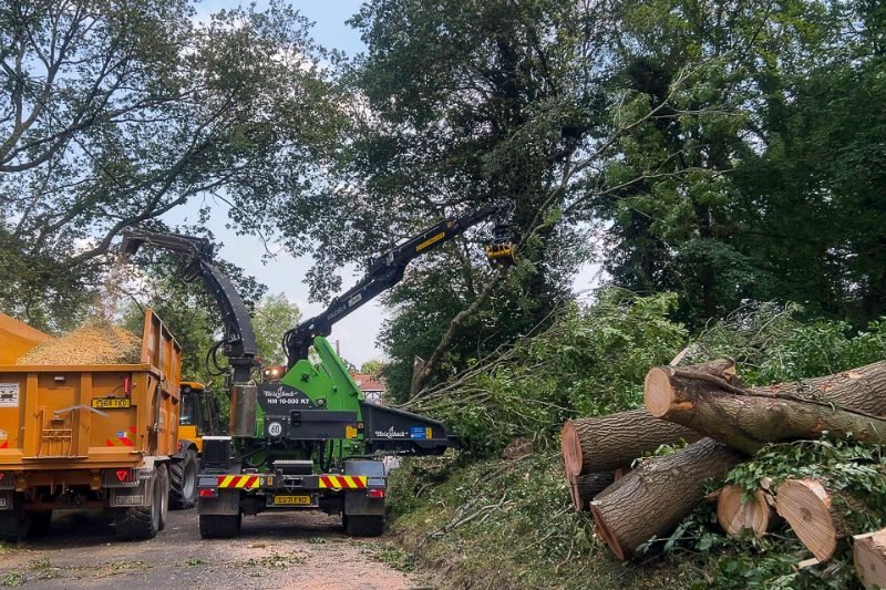 Tree Surgeon  project in Gosport