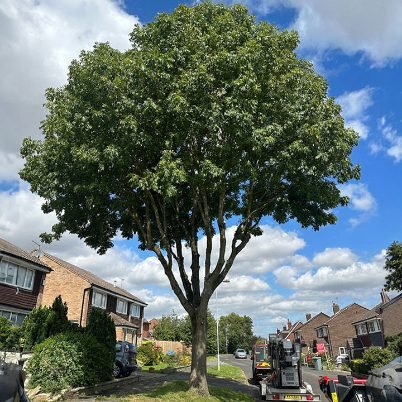 Tree Surgeon  project in Gosport
