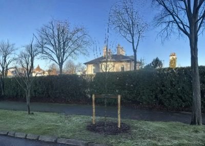 Tree Surgeon  project in Gosport