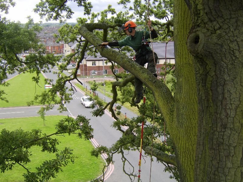 Tree Surgeon  project in Gosport