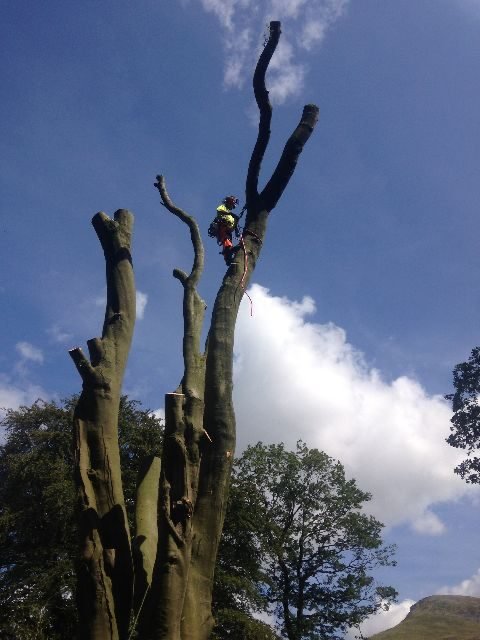 Tree Surgeon  project in Gosport