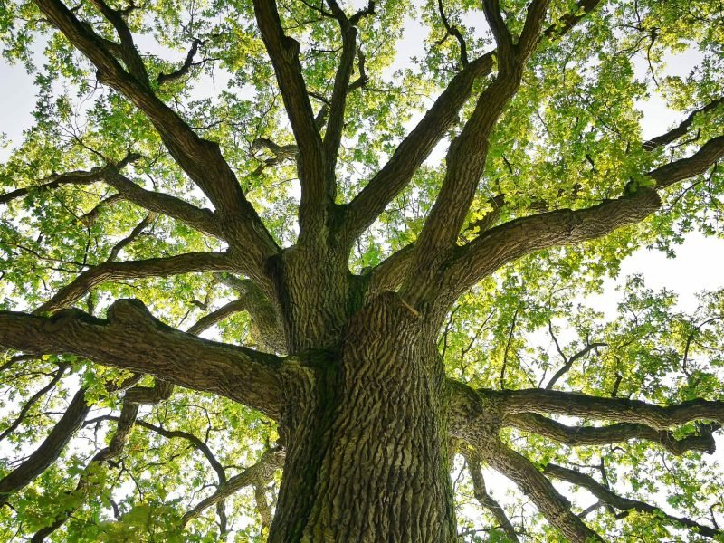 Tree Pruning in Gosport