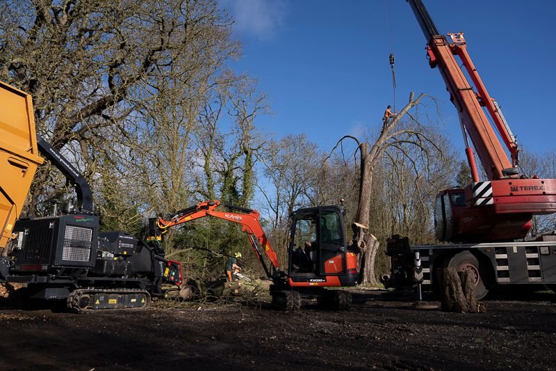 Tree Removal in Gosport