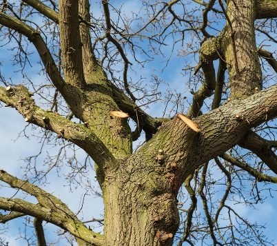 Tree Removal in Gosport