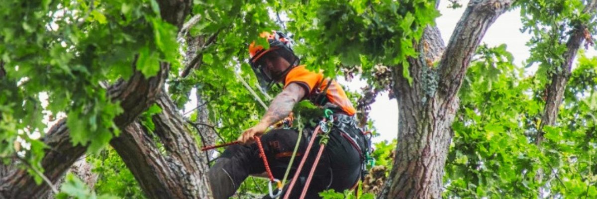 Tree Surgeon  in Gosport, Hampshire